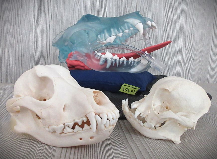 Transparent canine radiography model with visible roots beside normal occlusion and brachycephalic canine skull models