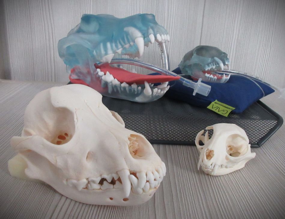 Betty and Domino, transparent canine and feline dental radiography models with visible tooth roots, alongside real canine and feline skulls
