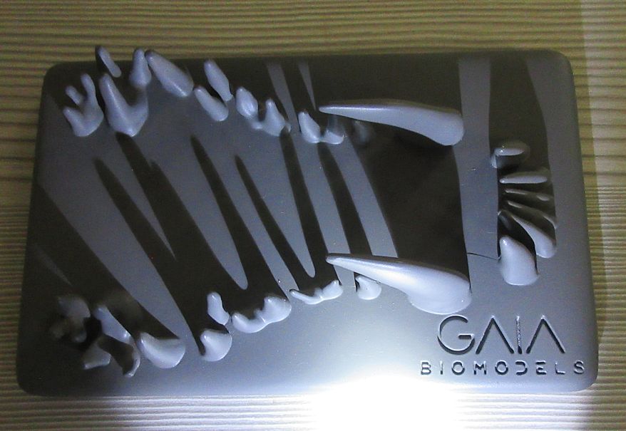 GAIA Biomodels shadow demonstration model showing raised canine teeth casting shadows to illustrate the bisecting angle technique