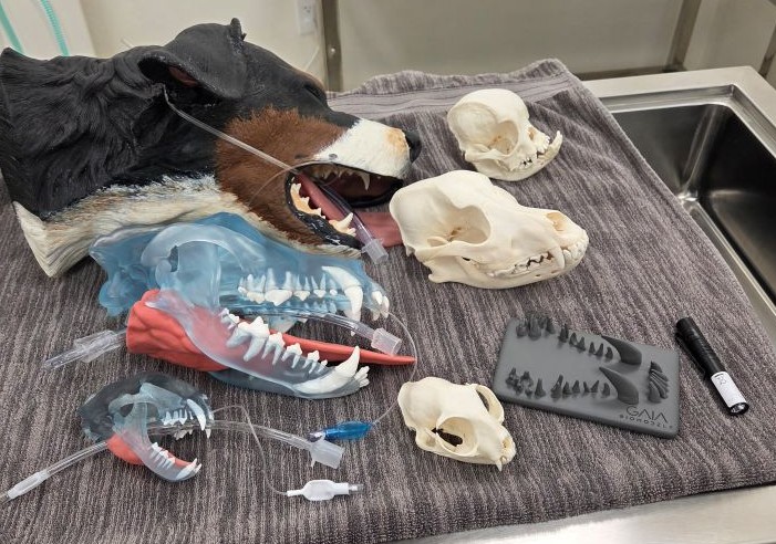 Full simulation training setup on a clinic table: Max the canine simulation head, transparent radiography models, anatomical skulls, and the shadow demonstration model